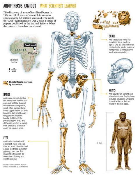 Seguro Que Algún Día Uso Esta Imagen De Homínido En Alguno De Los