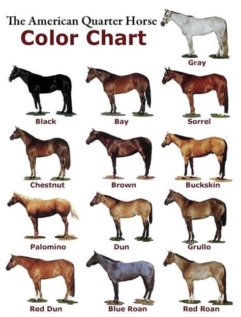American Horse Breeds Chart