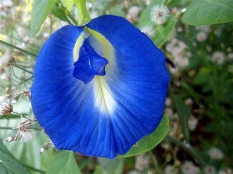 This Little Known Flower Has Healing Properties & Turns Rice Blue