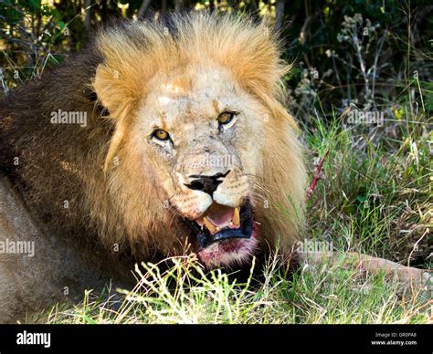 Adult Male Lion Panthera Leo Stock Photo Alamy