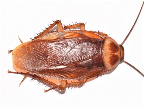 American Cockroaches Control Facts And Information
