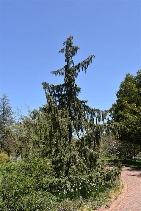 Weeping Nootka Cypress Chamaecyparis Nootkatensis Pendula In