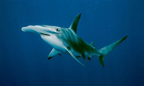 We did not find results for: Lista de Especies de Tiburones (Tipos de tiburones)