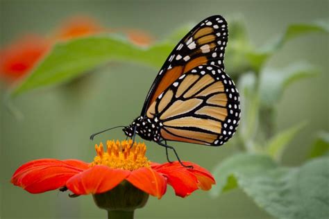 Maybe you would like to learn more about one of these? 9 things you can do to save monarch butterflies | Home ...