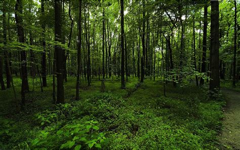 Free Download Wallpapers Green Forest Wallpapers Green Forest