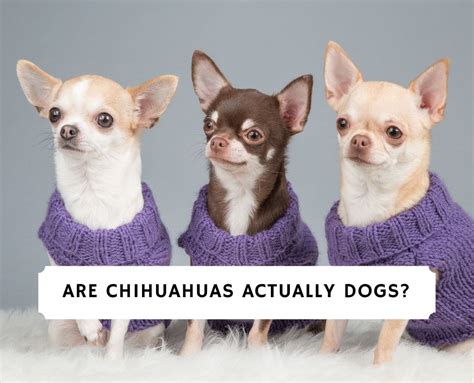 Did Chihuahuas Descended From Wolves