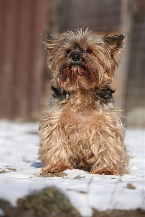 Beautiful Yorkshire Terrier In Winter Stock Photo Image Of