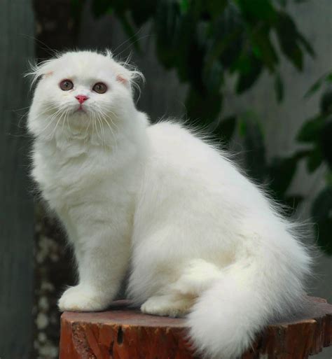 Foto Kucing Long Hair Lengkap