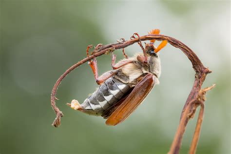 Te lang geleden dat ik een levende zag. Meikever - Natuurfotografie