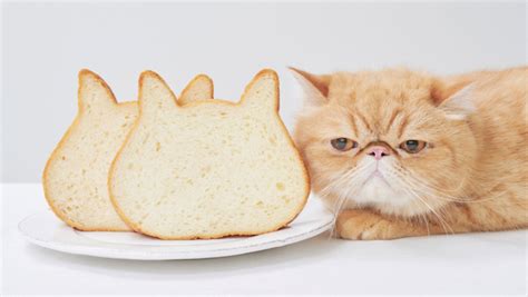 Cat Shaped Bread Is The Perfect Project Nerdist