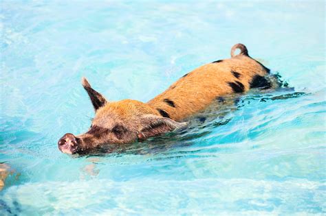 Pig Swim In Ocean Wallpapers High Quality Download Free