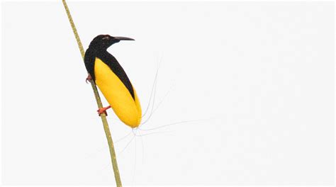 Why We Love Birds 65 Kwatu Lodge Twelve Wired Bird Of Paradise
