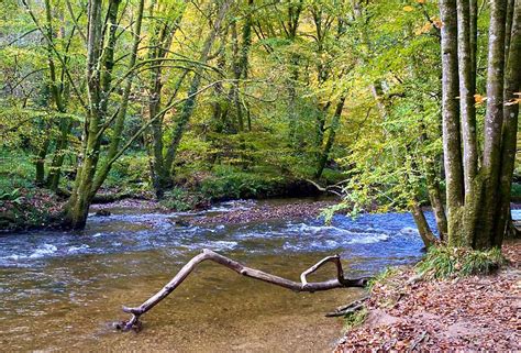 Top 10 Forest And Woodland Walks In South Devon