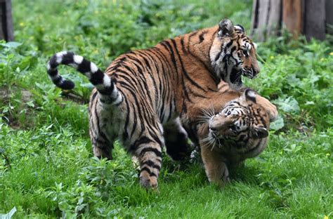 Holidays in india during january 2021. World Wildlife Day: Vice president, Prime minister stress ...