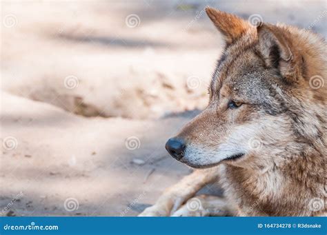 Portrait Of A Wolf In The Zoo Stock Photo Image Of Dangerous Looking