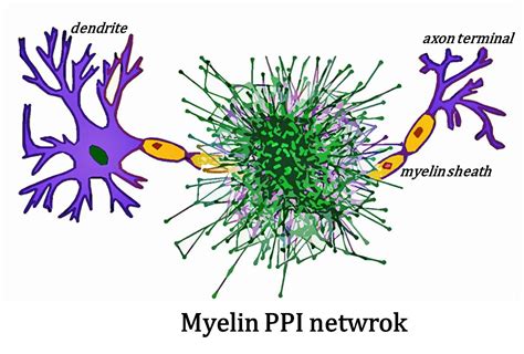 Brain Sciences Free Full Text The Human Myelin Proteome And Sub
