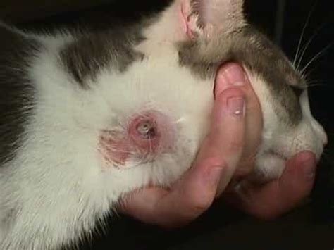 As we have just mentioned, cats can suffer from asthma just like humans can. Wolf Worm in Cats: Symptoms, Treatment, Facts - Pet Health