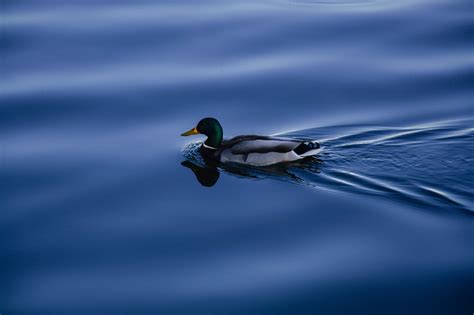 Free Images Wing Wave Lake Animal Reflection Beak Blue Duck