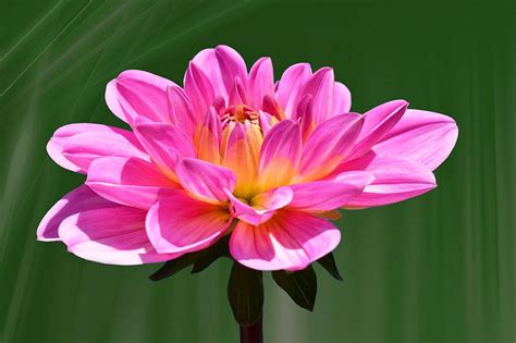 Play hundreds of beautiful jigsaw puzzles or create your own jigsaws from facebook photos and share them with friends. Dahlia Flower - Free Jigsaw Puzzles Online
