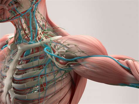 For my anatomy class at school, hand drawn/colored/labeled diagram of the muscles of the human torso. 20 Ejemplos de Movimientos Voluntarios e Involuntarios