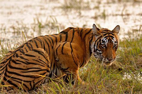 2020 popular 1 trends in home & garden, jewelry & accessories, toys & hobbies, luggage & bags with national animal tiger and 1. Impressive wild Tigress's and Lioness's - Page 16 - Animal ...