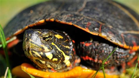 Southern Painted Turtle Lifespan Gigantic Personal Website Sales Of