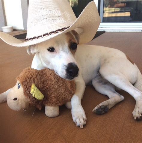 Cowdog Cute Dogs Cowboy Hats Adorable