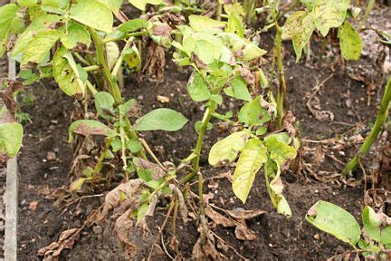 Learn why it happens and what you can do about it. Blight in potatoes is characterised by a rapidly spreading ...