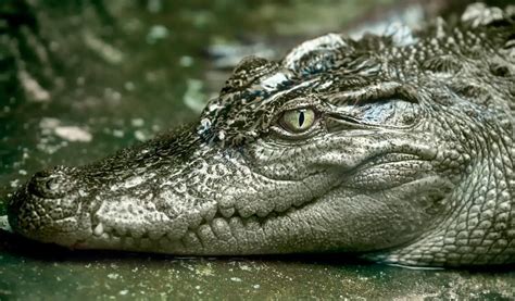 Крокодил интересные факты об опасном хищнике ЗооБлог