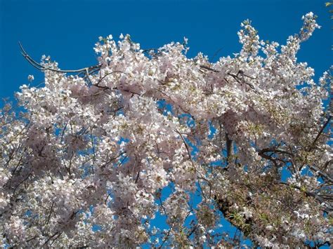 Growing Cherry Trees Planting Cherry Trees In Your Garden