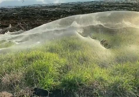 Huge Spider Webs Blanket Rural Australia After Floods