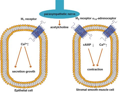 Cholinergic Innervation And Muscarinic Receptors In The Human Prostate