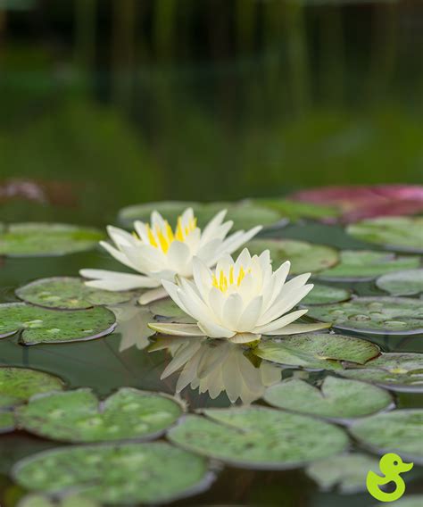 Fragrant Water Lily Lake And Lawn