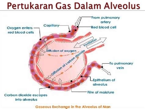 Lapisan alveolus yang sangat tipis membuat pertukaran gas di dalamnya terjadi dengan sangat cepat. Sistem Pernapasan (IPA Terpadu SMP Kelas 8 - Halaman 75 s ...