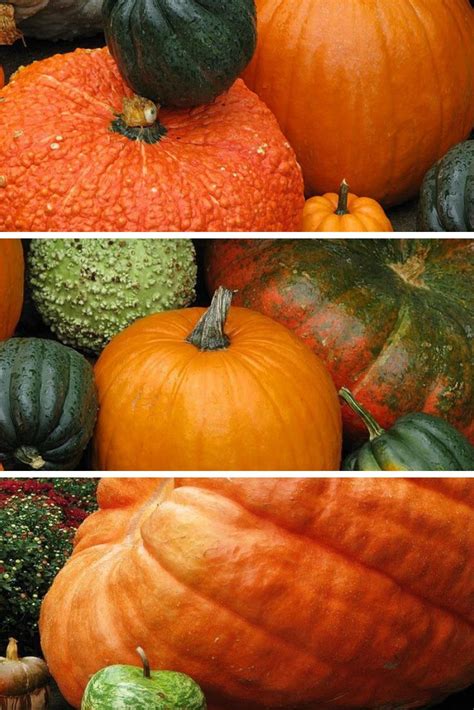 Three Different Pictures Of Pumpkins And Gourds