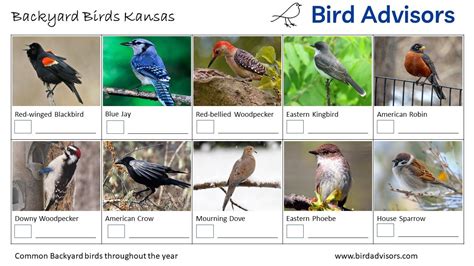 Top 20 Backyard Birds In Kansas Free Picture Id Printable Bird Advisors