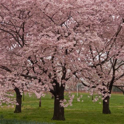 Clearance sale up to 33% off clearance this week only! Okame Cherry Blossom Tree For Sale Online | The Tree Center