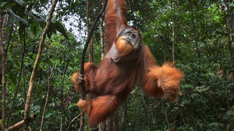 Ancient Giant Orangutans Evolved Smaller Bodies Surprisingly Slowly