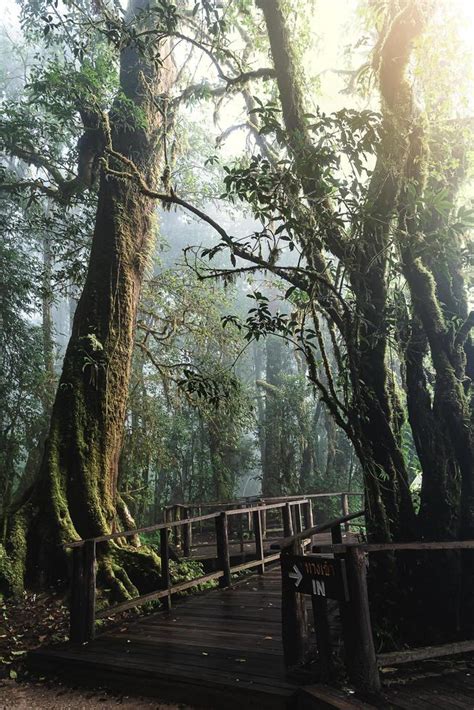 Beautiful Rain Forest At Ang Ka Nature Trail In Doi Inthanon National
