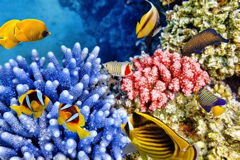 Underwater World With Corals And Tropical Fish Stock Photo Image Of