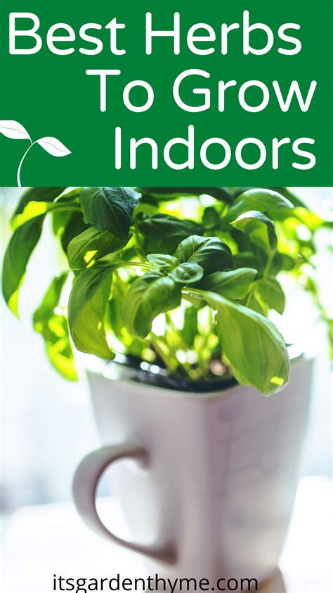 Best Herbs To Grow Indoors Growing Herbs Indoors Easy Herbs To Grow