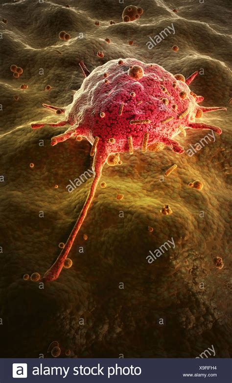 Macrophage High Resolution Stock Photography And Images Alamy