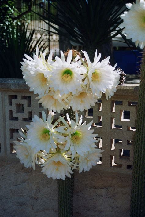 Previously known as trichocereus spachianus for many years, it is commonly cultivated as a pot or rockery plant worldwide. Trichocereus Spachianus (Echinopsis Spachiana Lemaire)