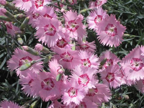 ハマナデシコ dianthus japonicus カワラナデシコ dianthus superbus var. 「タツタナデシコ(龍田撫子)」 - 花熟里（けじゅくり）の静かな ...