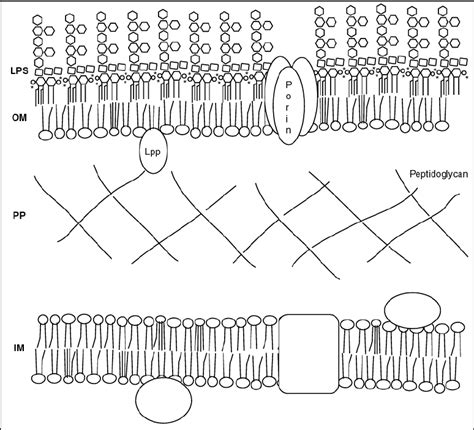 Gram Negative Bacterial Cell Envelope A Schematic Representation Of