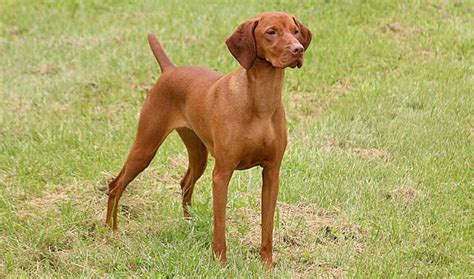 Breed Of The Week Vizsla Paws Playgrounds