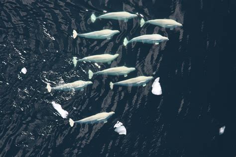 Beluga Whales Dive Deeper Longer To Find Food In Arctic