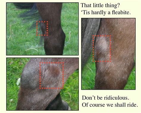 Hock Injection For Mystery Tendon Sheath Swelling