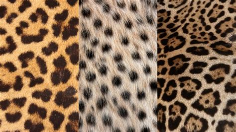Check spelling or type a new query. What is the difference between leopard print and cheetah ...