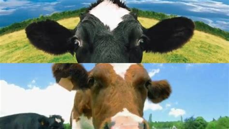 Video Sounds Cows Cow Videos Sound Effect Pictures Mooing Effects